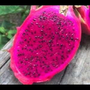12” Dragon Fruit/Pitaya Cuttings